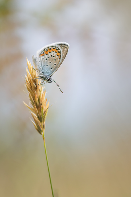 Vlinder op graanstengel