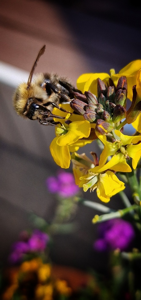 Bij op bloem