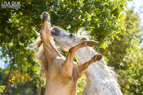 HPE Fotoreis Portugal - Paarden
