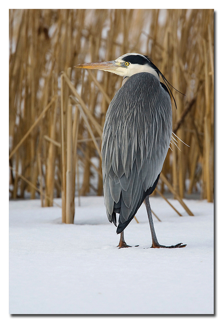 reiger