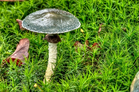 Kopergroenzwam (Psilocybe aeruginosa)