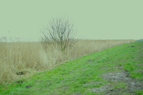 boompje in riet