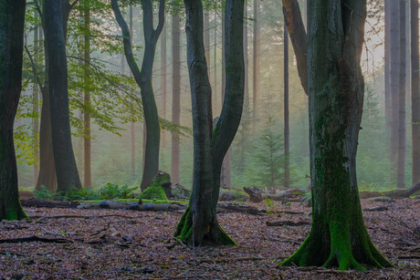 zonsopkomst in het mistige bos