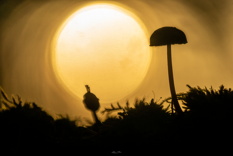Silhouet paddenstoel