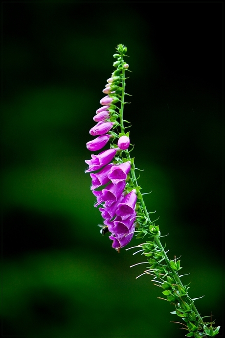 vingerhoedskruid (Digitalis purpurea)