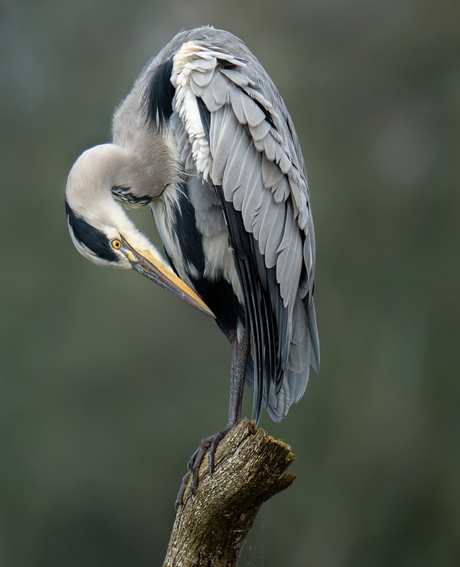 Poetsende blauwe reiger