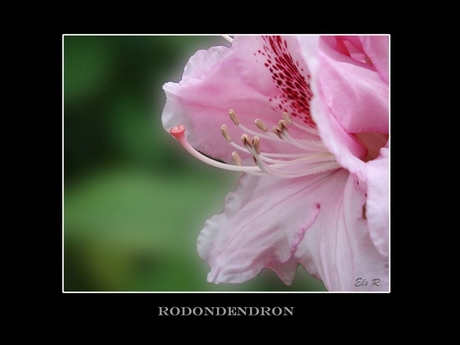 rodondendron