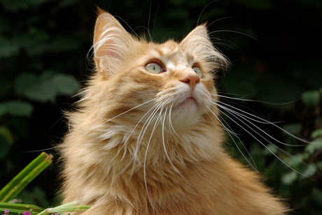 Nova, rode Noorse boskat poes