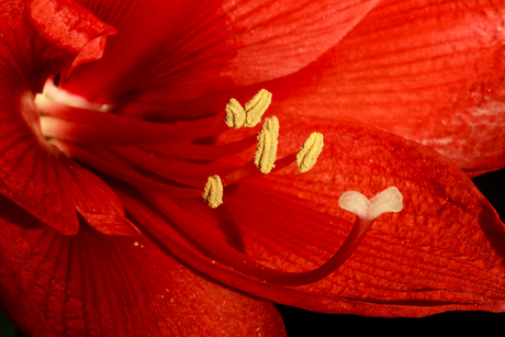 amaryllis