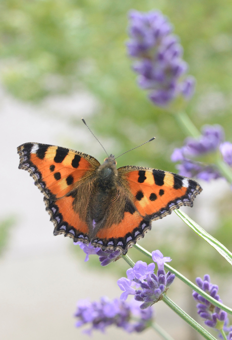 vlinder op lavendel