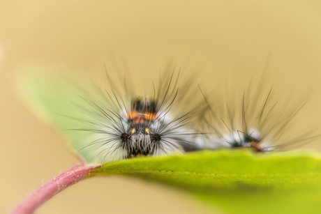 Bad hair day