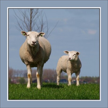 schaap & co