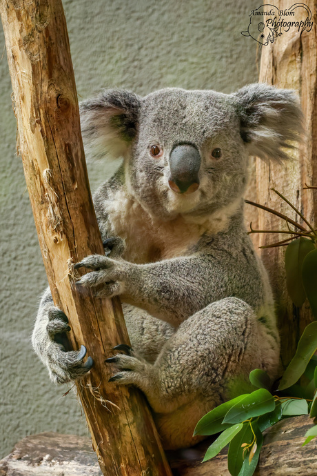 Mijn eerste Koala foto