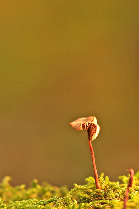 In het zonnetje (Zeevetmuur)