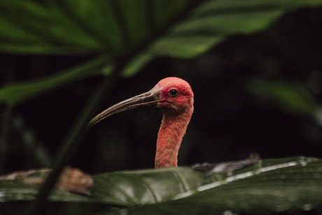 Dark Leaves. Bright Wings