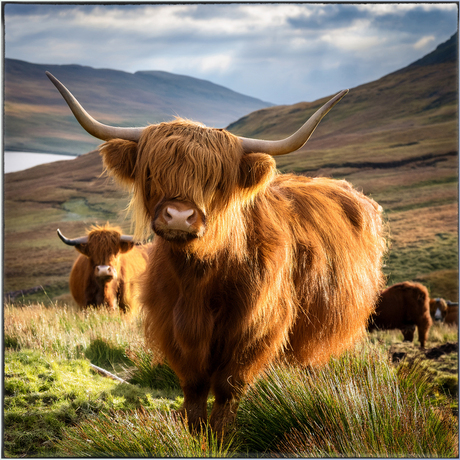 HIghlands