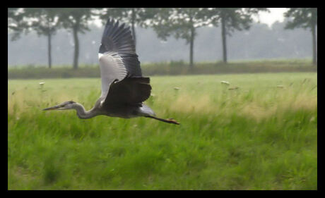 Reiger