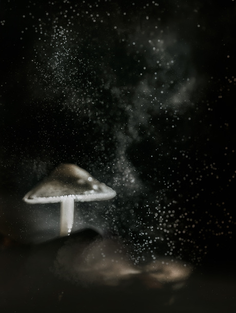 Paddenstoel in the dark