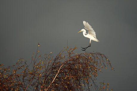Grote Zilverreiger 