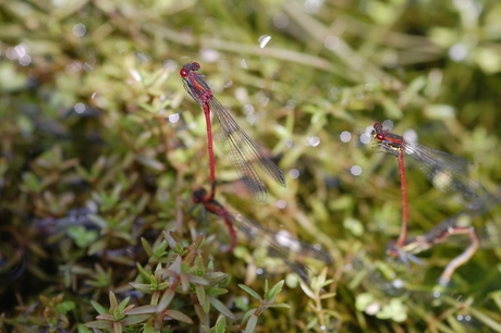 parende libelle