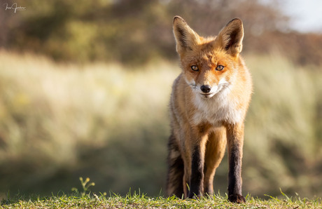 A foxy life