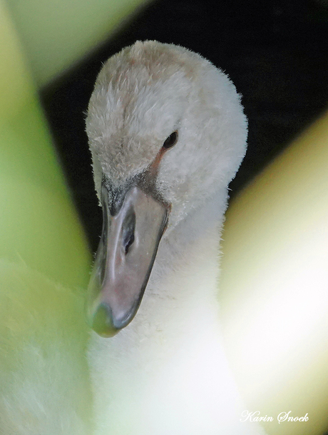 "Behind the reeds..."
