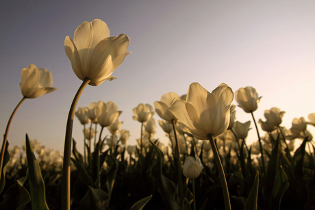 Tulpen