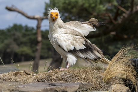Vogels