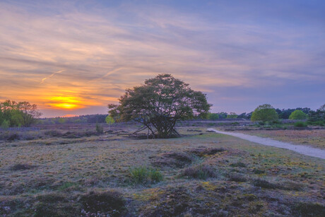 zonsondergang op de heide