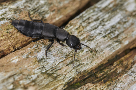 Stinkende kortschild
