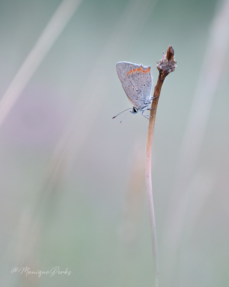 De kleine vuurvlinder in avondlicht