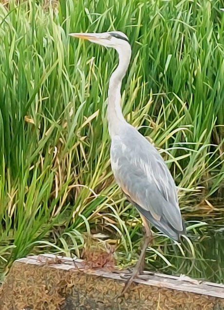 Reiger 