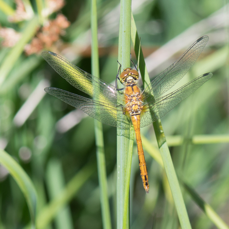 Bloedrode Heidelibel