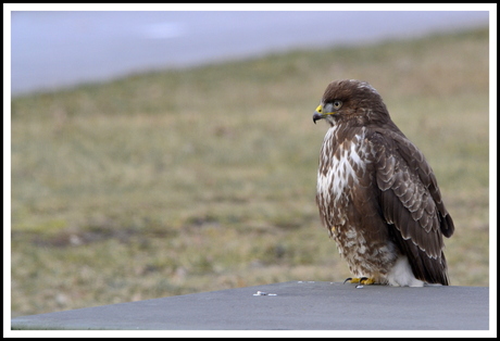 buizerd,