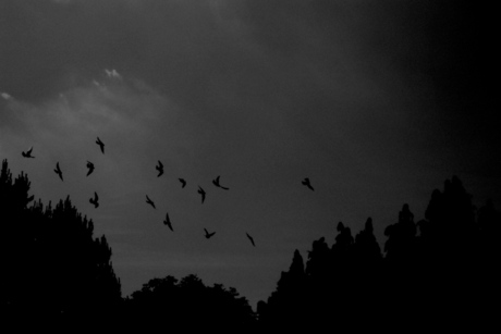 Dark Sky Birds