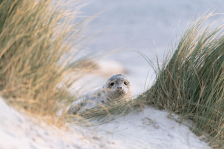 Zeehond pup