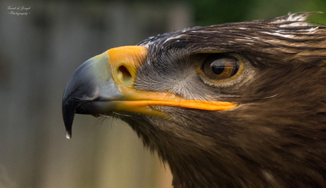 Woestijnbuizerd, hongerige blik.