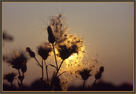 Distelpluis in tegenlicht