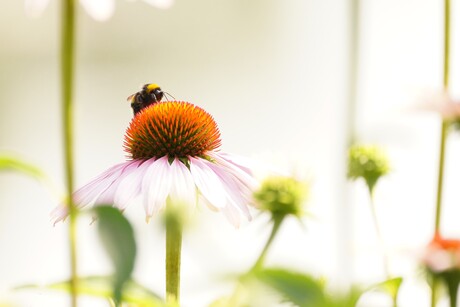 Hommeles op de rode zonnehoed