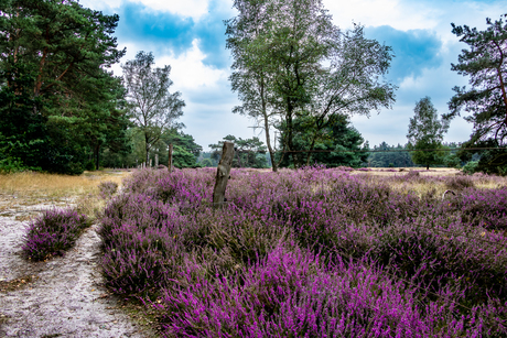 Heide landschap 