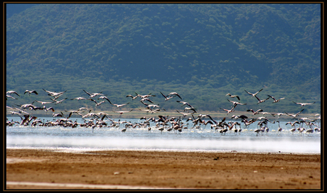 Vliegende flamingo's