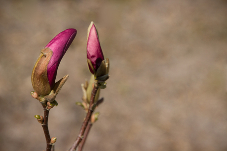 Magnolia