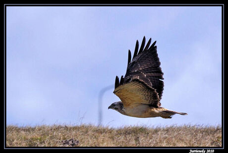 Blonde buizerd in de vlucht