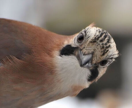 close-up gaai