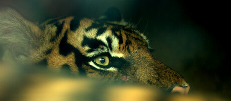The eye of the tiger...