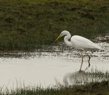 Grote Zilverreiger