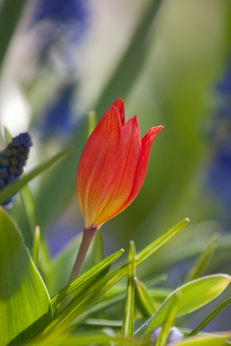 Lente in Rotterdam