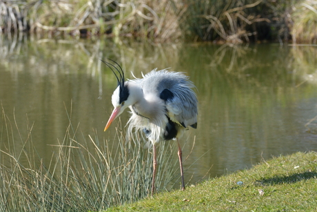 Reiger dons