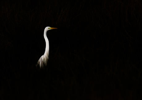 Grote zilverreiger