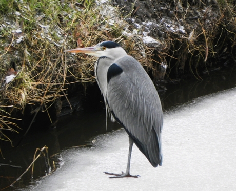 reiger